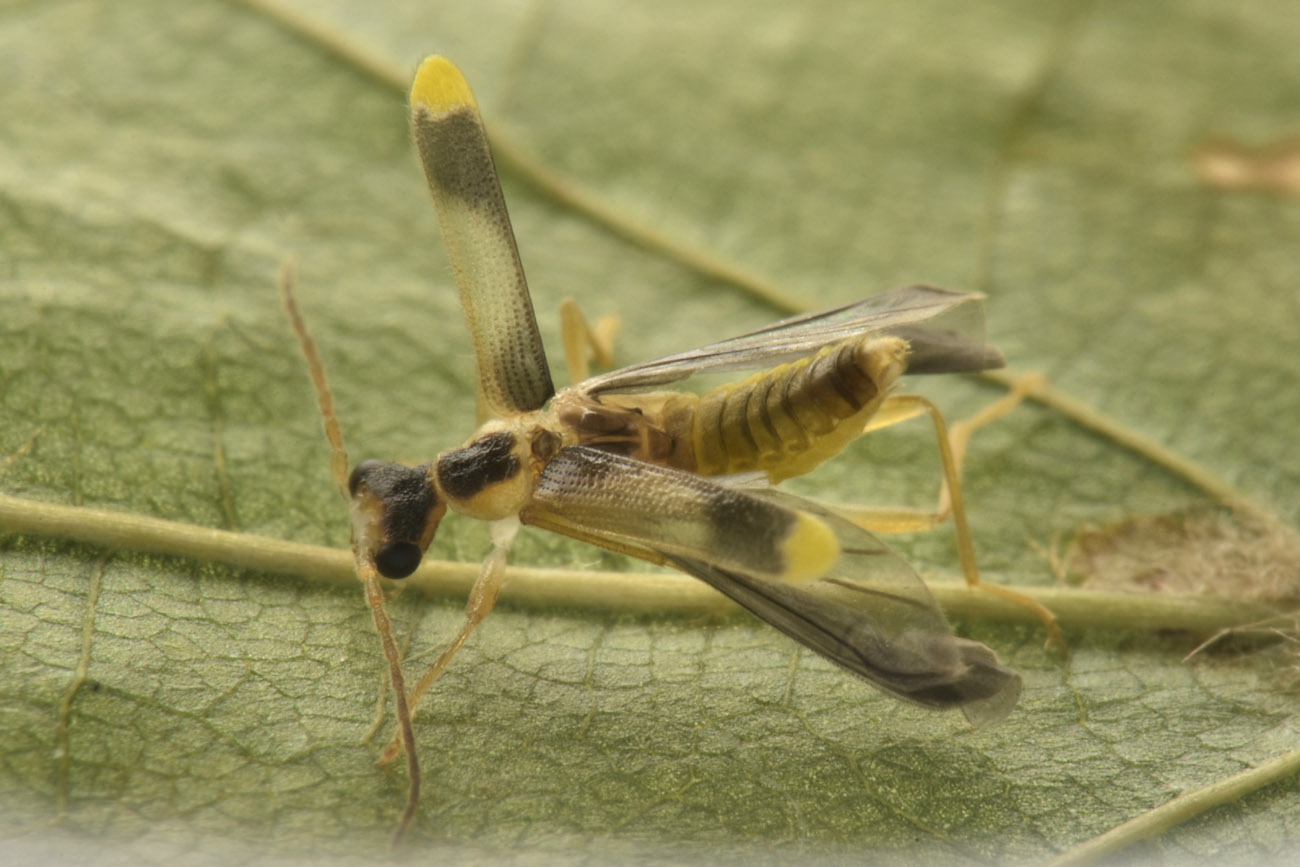 Cantharidae: Malthinus sp.?  S, Malthinus cfr. fasciatus